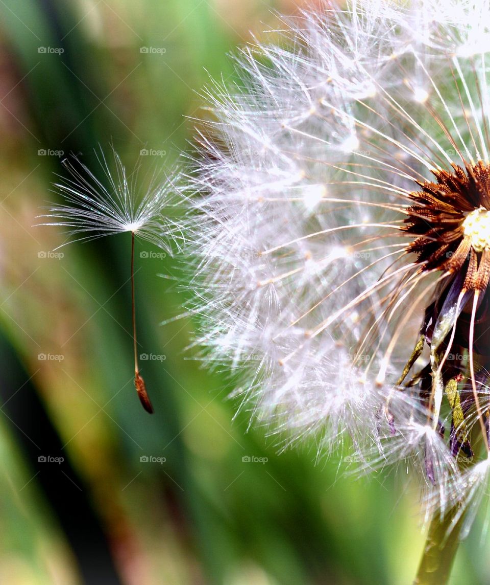 dandelion