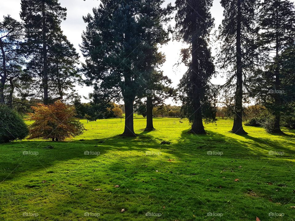 Buchanan golf course