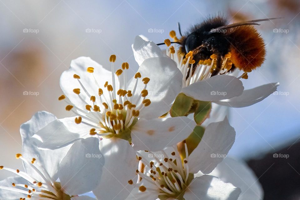 A bee at the white spring flowers