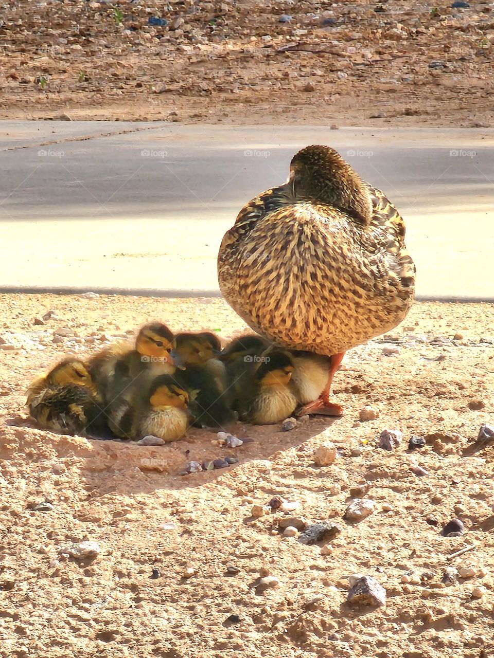 While the mother duck rests, the brood of baby ducklings takes refuge in mama's shadow to avoid the warm sun