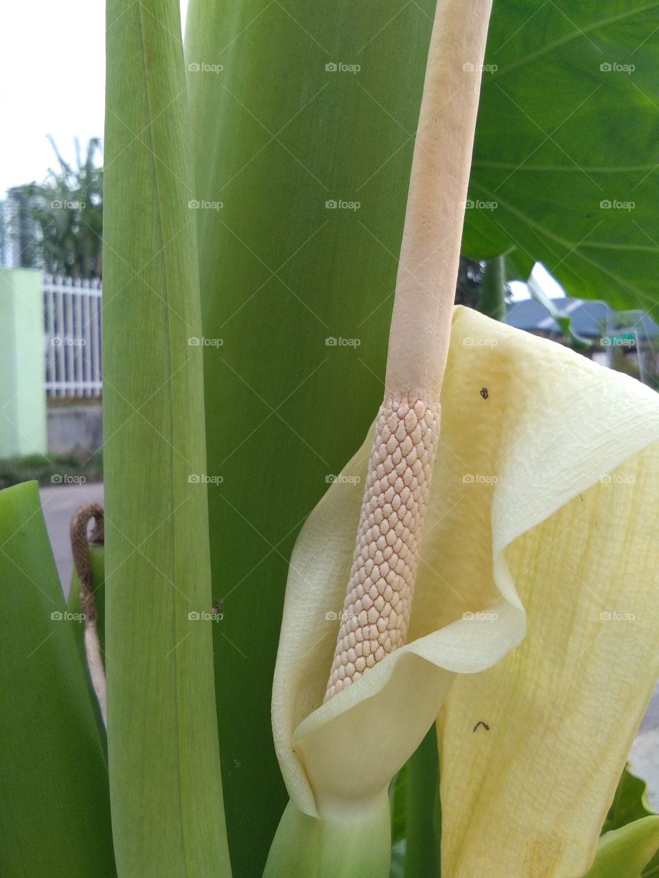 Aroideae is a subfamily of flowering plants in the Araceae family. It is the largest subfamilyin Araceae and consists of about 72 different genera, and 2,300 species. Many Aroideae have spiny pollen grains without a sporopollenin outer exine layer and lacking an aperture.