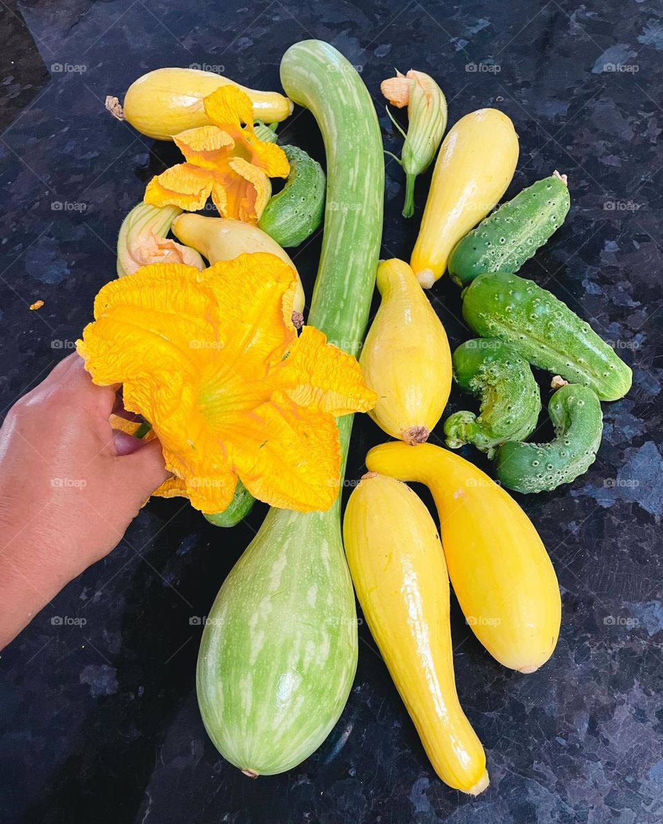 Fresh vegetable harvest 