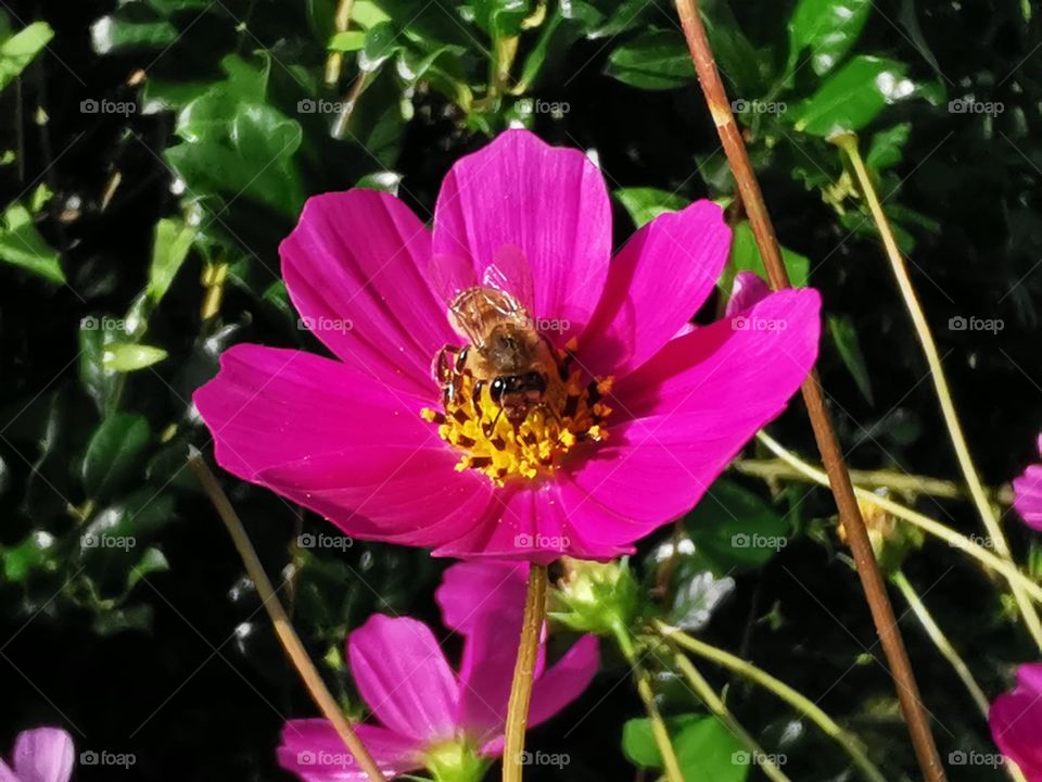 Biene auf Kosmeen Blüte