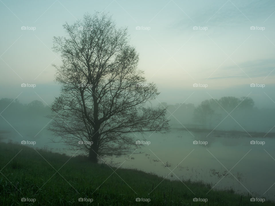 Scenic view of nature