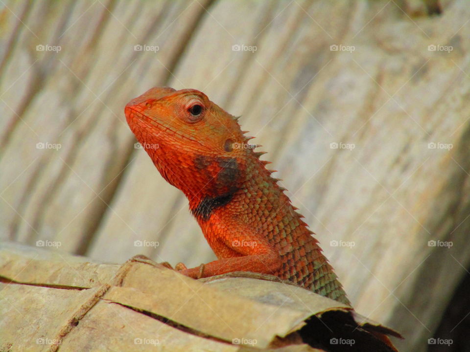 The oriental garden lizard, eastern garden lizard, bloodsucker or changeable lizard (Calotes versicolor) is an agamid lizard found widely distributed in indo-Malaya