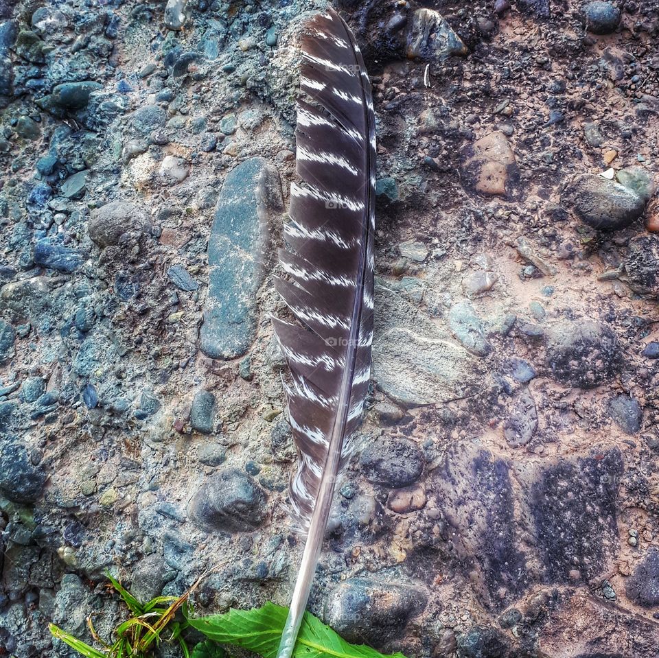 feather I came across by the river