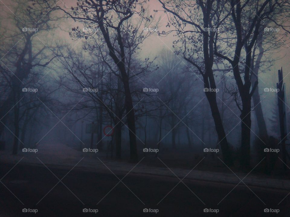 Trees in forest during foggy weather