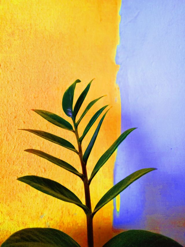 planta 💚