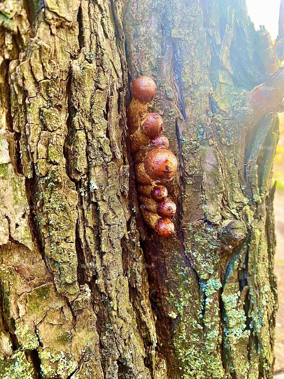 Little mushrooms on the tree ❤️