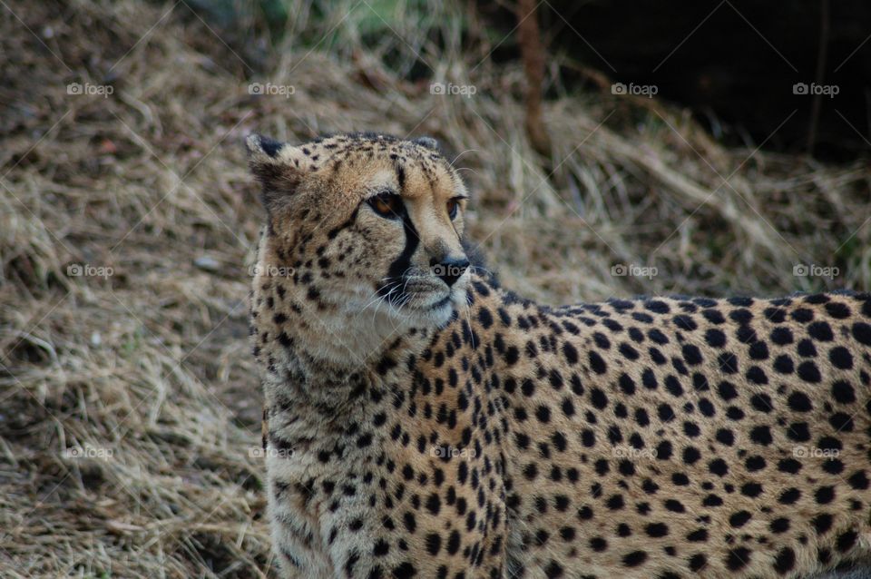 Cheetah . Cheetah 