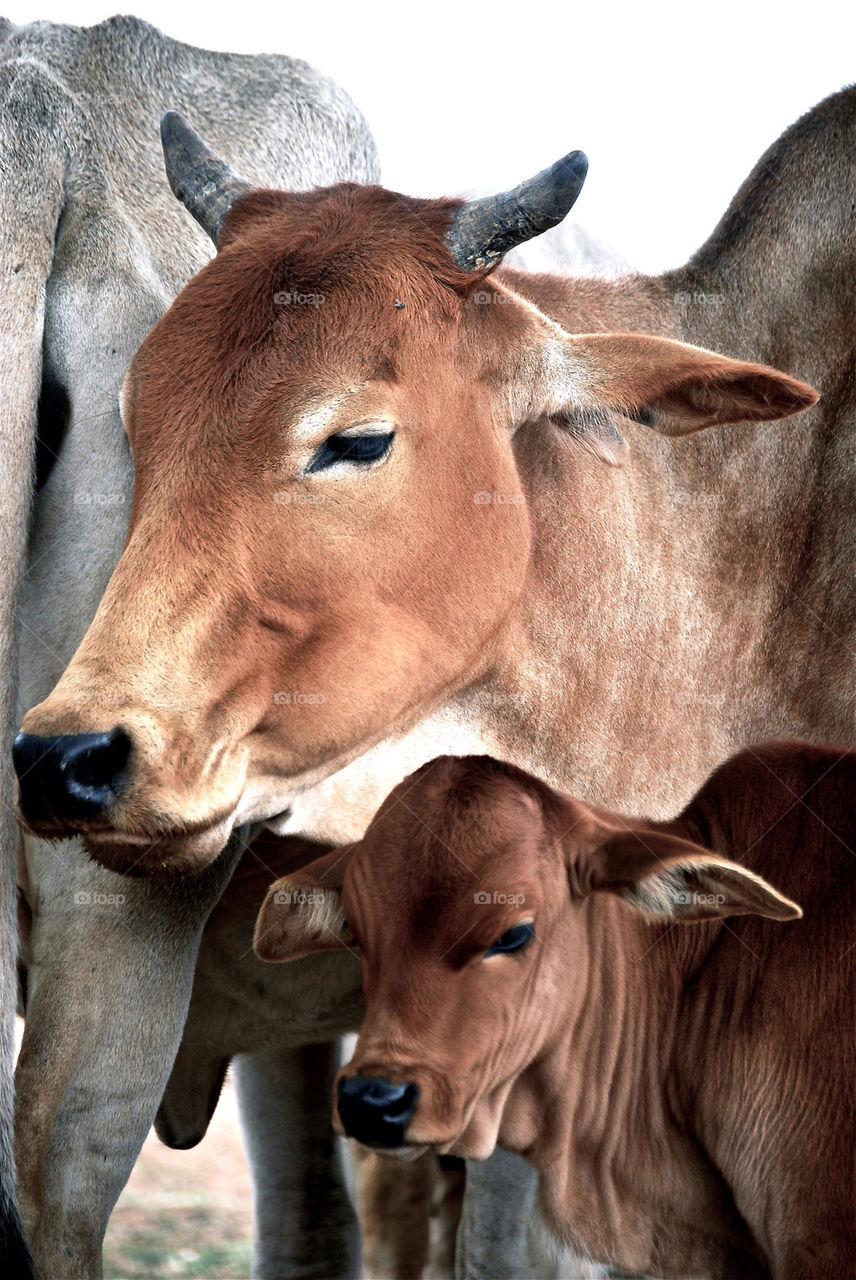 Close-up of cow with calf