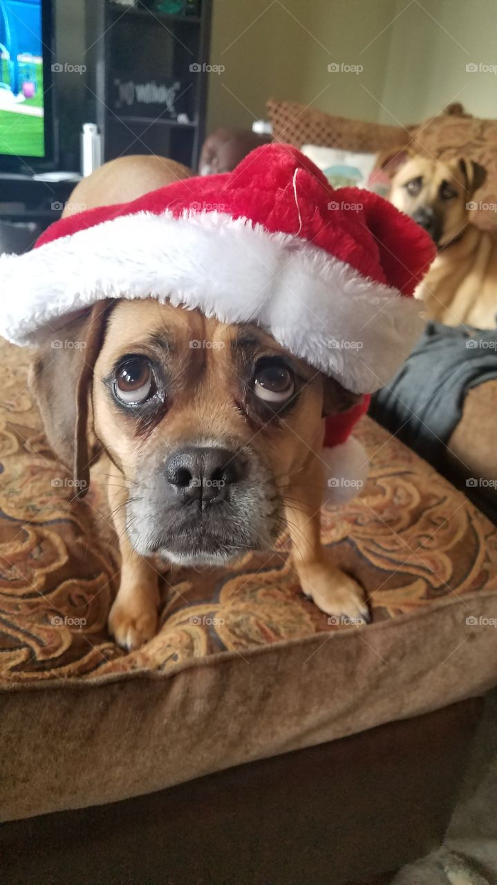 Small puppy unsure of her santa hat.