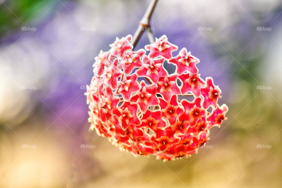 A bush with star-shaped flowers on a branch and a bokeh in the background.