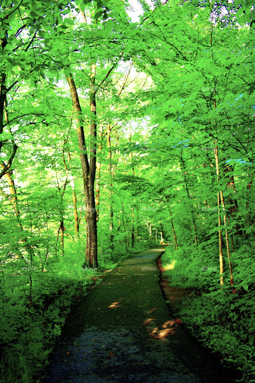 Beautiful hike in the woods in Indiana 