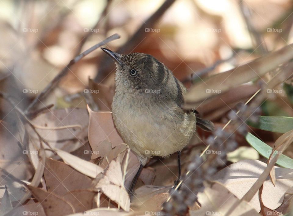 A small wren, glancing up in shock and surprise, perfectly lit up and adorable as ever