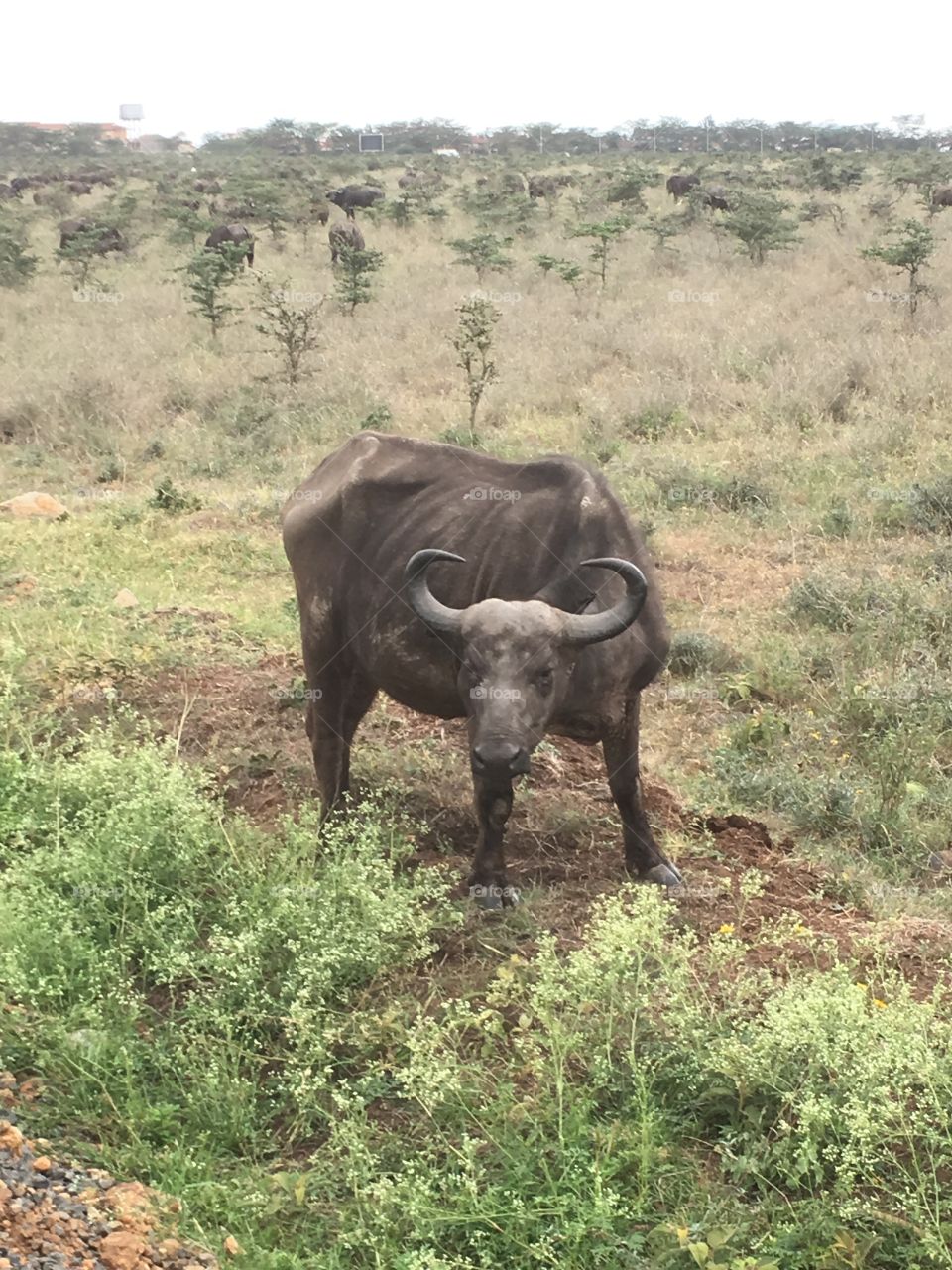 African water buffalo- Kenya