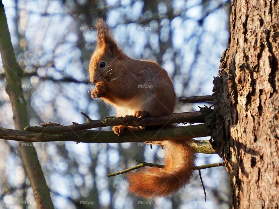 Squirrel
