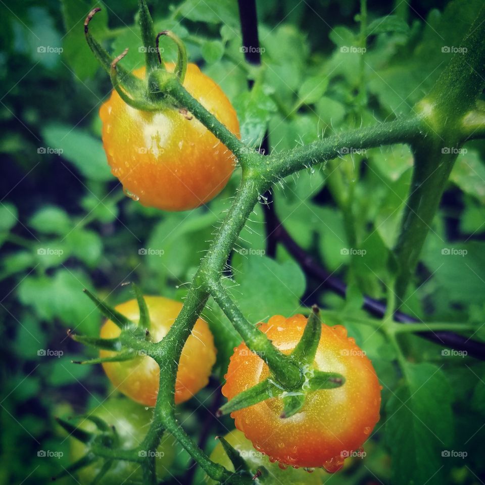 tomatoes!