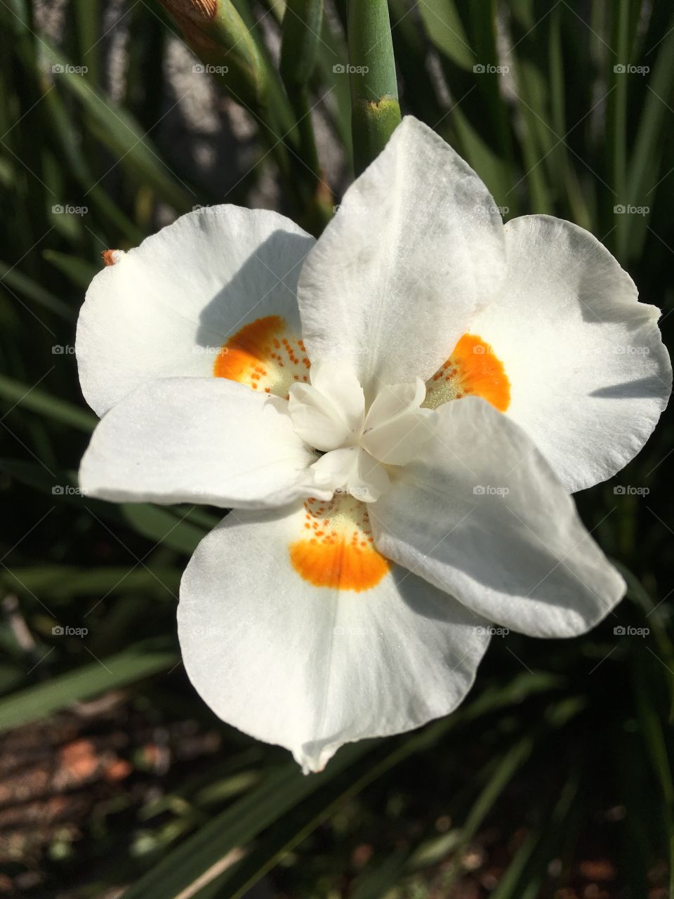 🌺Fim de #cooper!
Suado, cansado e feliz, alongando e curtindo as alvas #flores.
🏁
#corrida #treino #flor #flowers #pétalas #pétala #jardim #jardinagem #garden #flora #run #running #esporte #alongamento