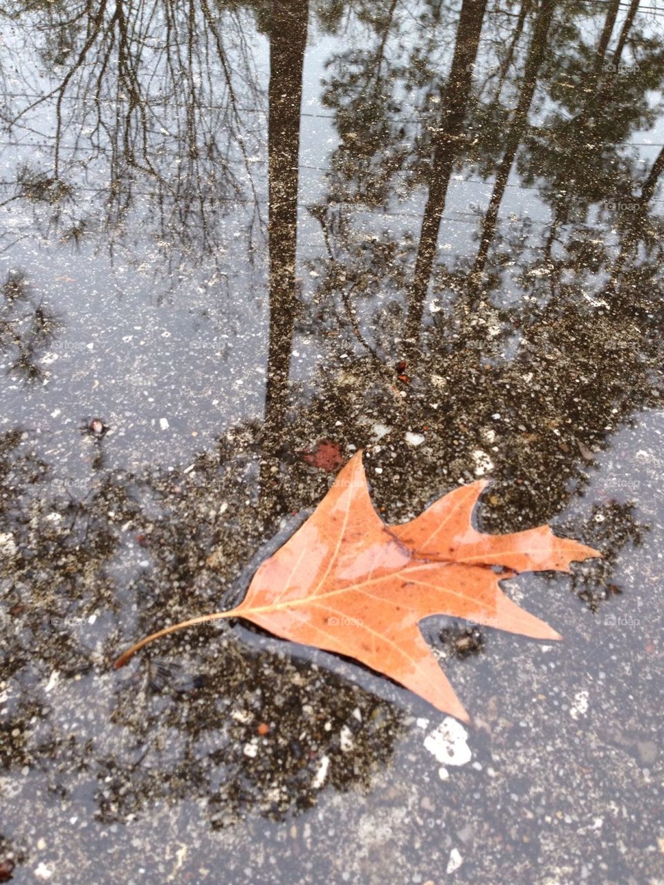 Leaf in puddle
