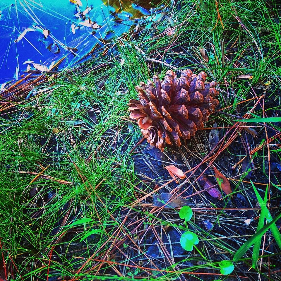 Pine Cone 