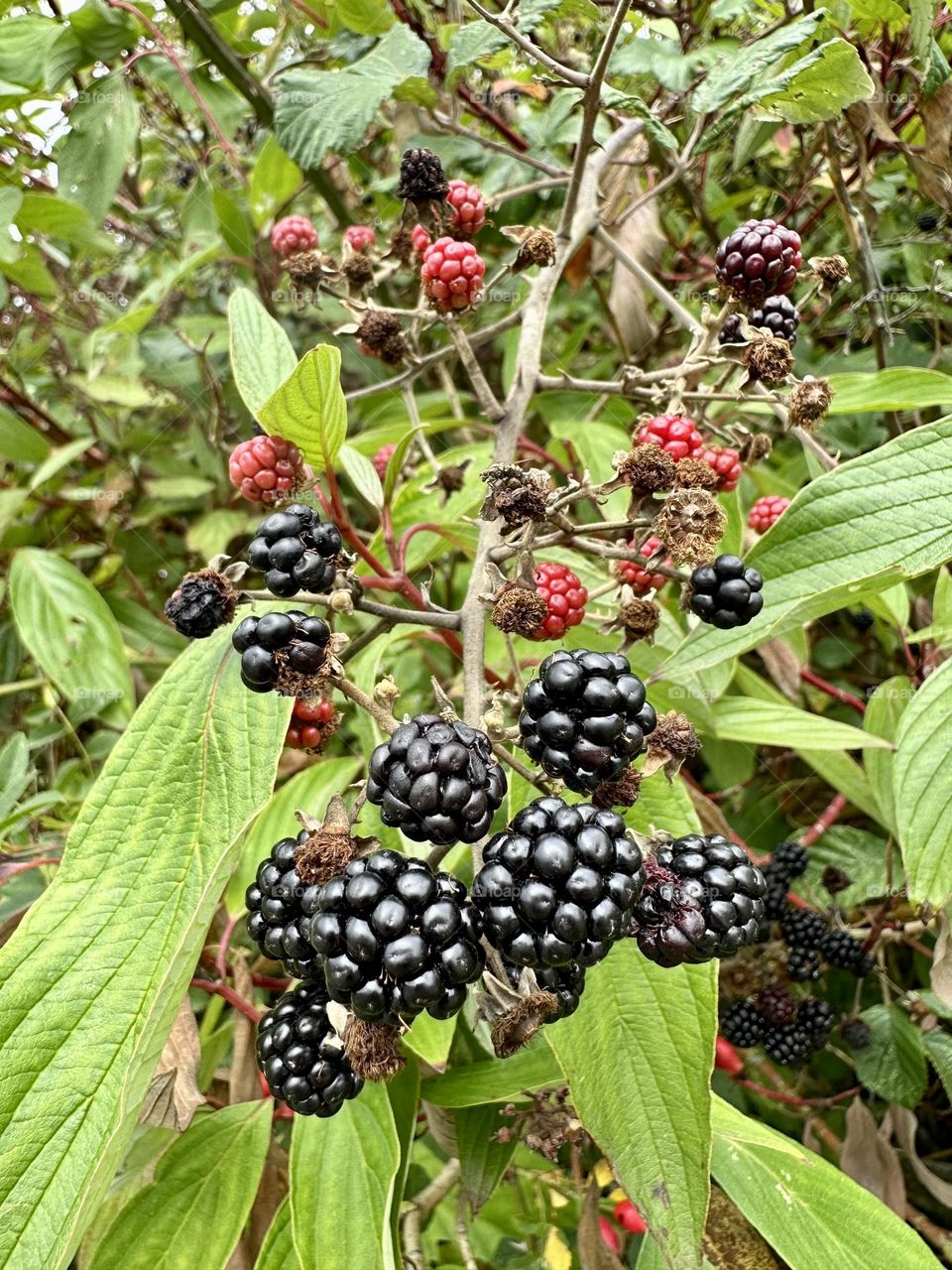 Wild elmleaf blackberry rubus plant growing along Oxford canal in the English countryside Great Britain native plants