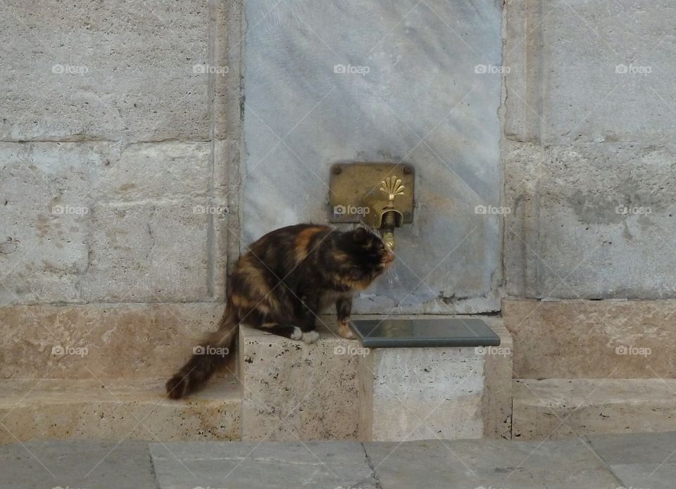 drinking cat in Athens