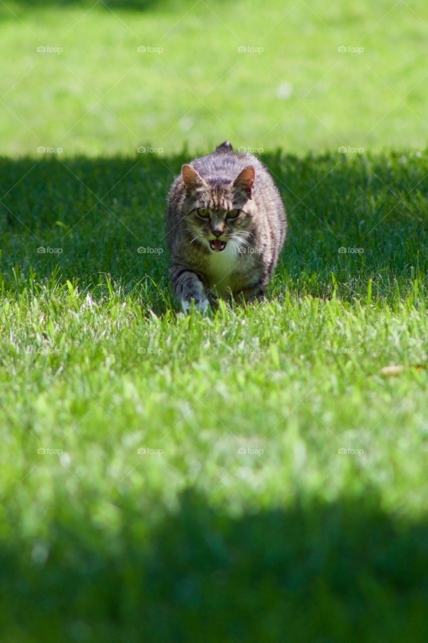 A grey tabby walking in the grass toward the camera and meowing