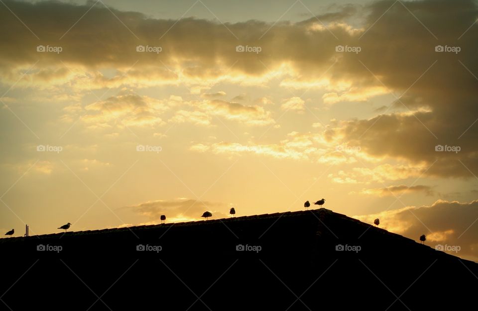 Seagulls on roof silhouette, they rest at sunset time looking the sea from the human buildings.