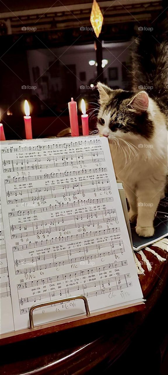 This is beautiful “Linda”, the house cat who lives in rural “Bavaria”, Germany. Apparently she has great appreciation for music as we can tell from her attraction to this piece of sheet music. 2023. Hypnotic Productions