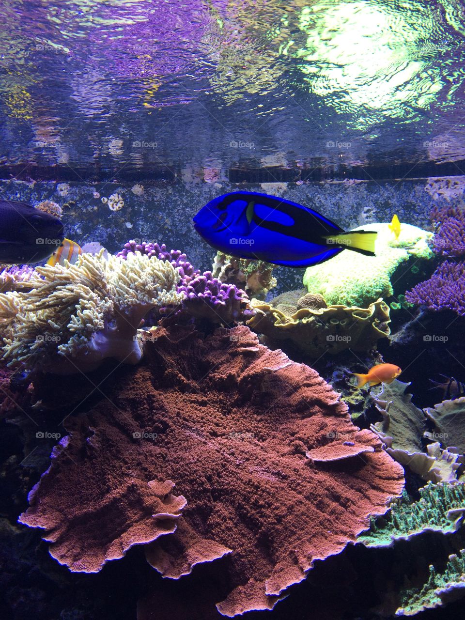 Finding Dori in a fish tank!