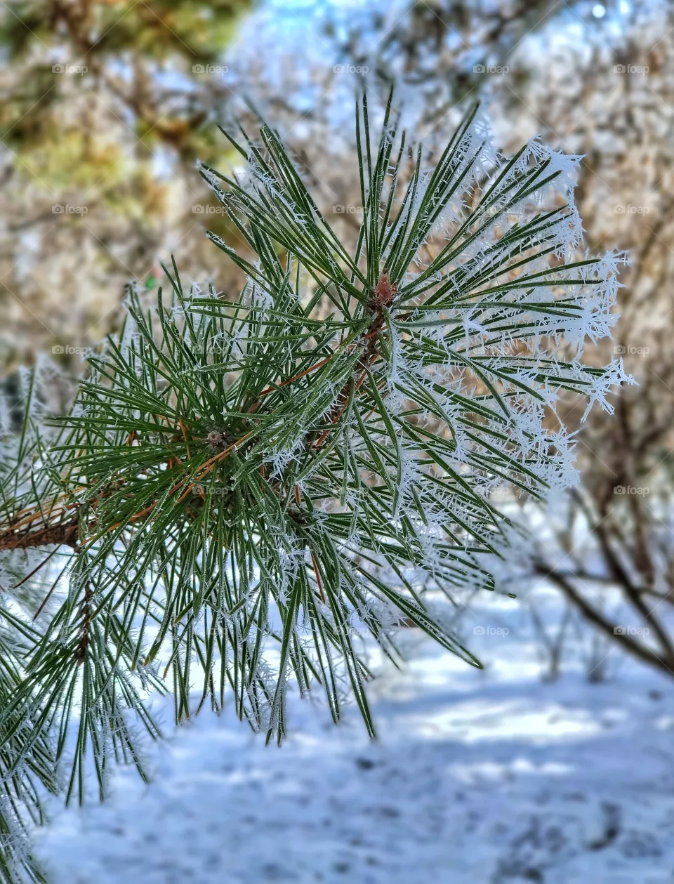 Hoarfrost