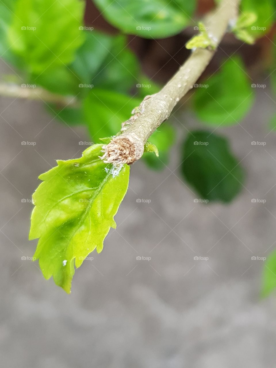 Leaf, Nature, Growth, Flora, No Person
