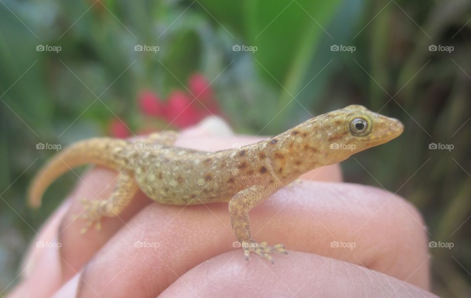 Dwarf gecko