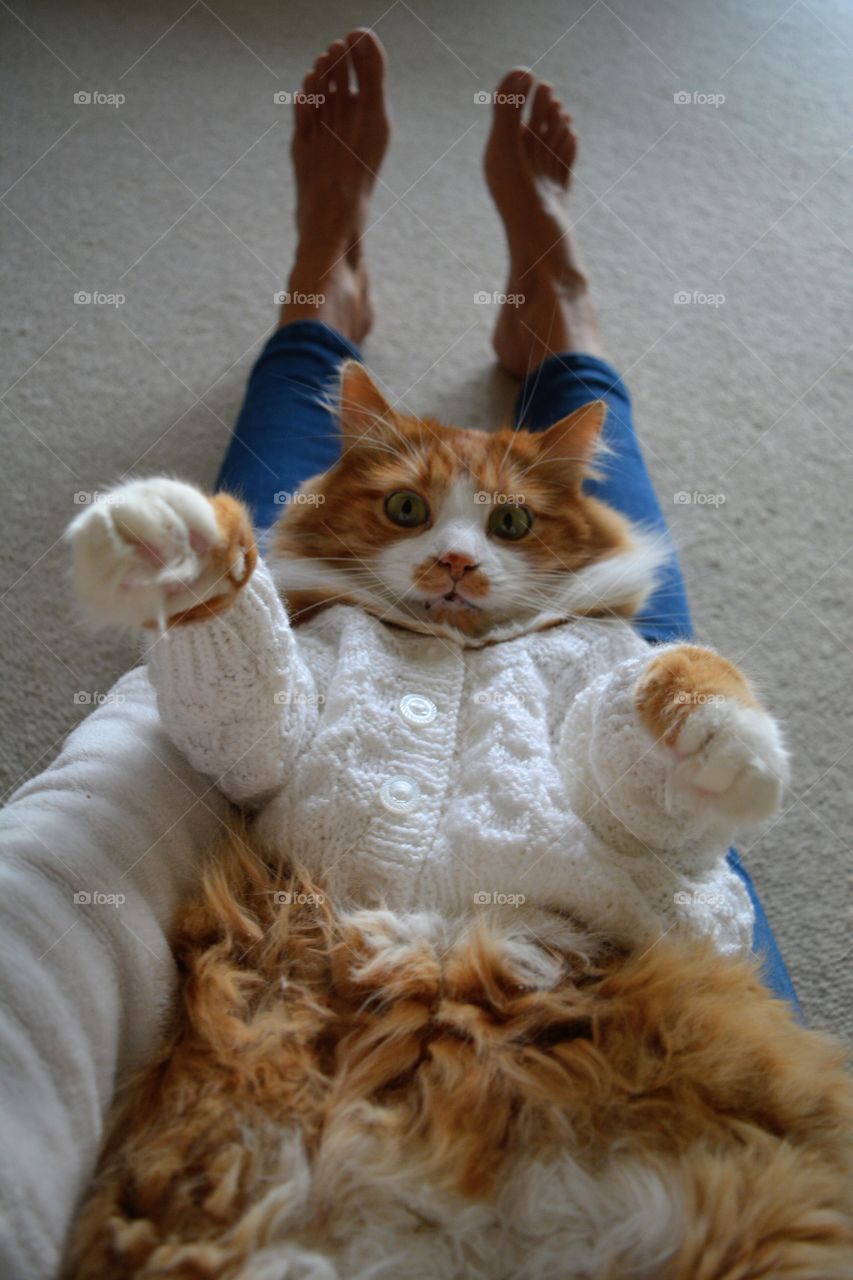 selfie red cat portrait in the sweater and female legs home