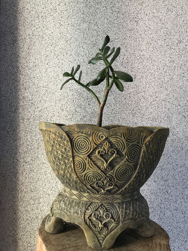 Portrait of a plant