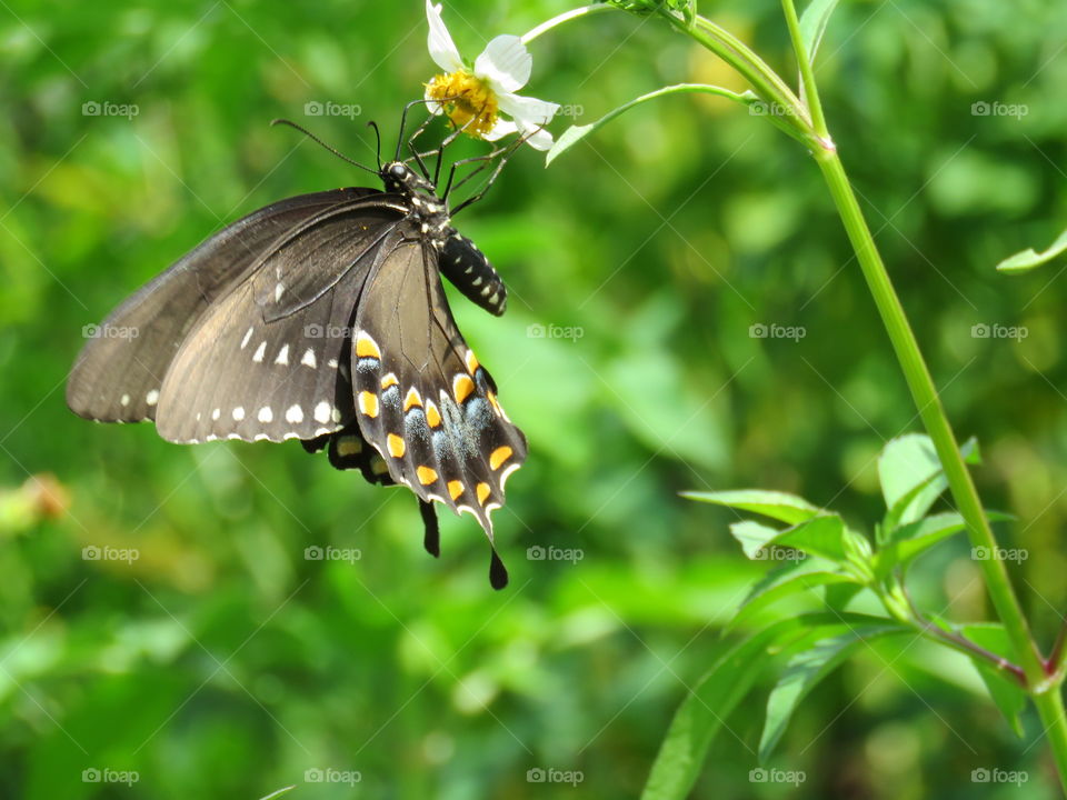 Black swallowtail