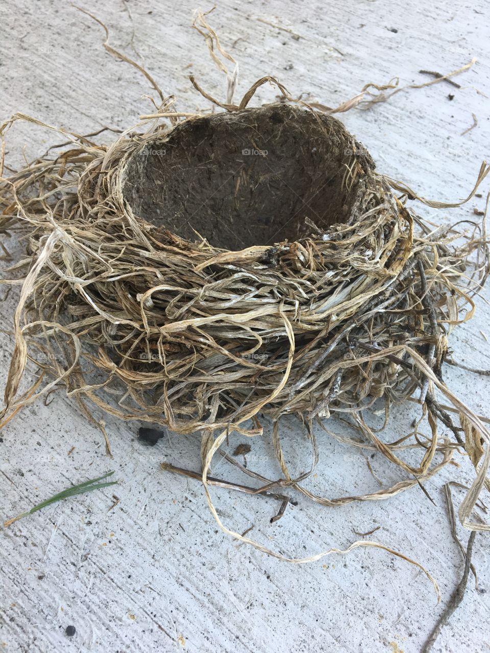 Bird nest