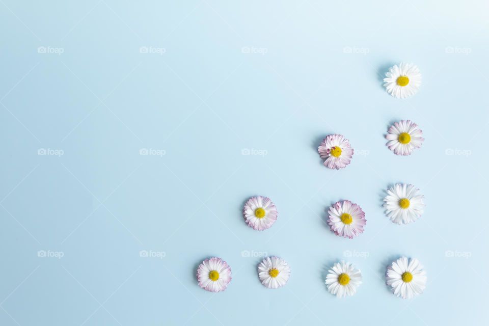 small round daisies laid out in a triangle on a blue background