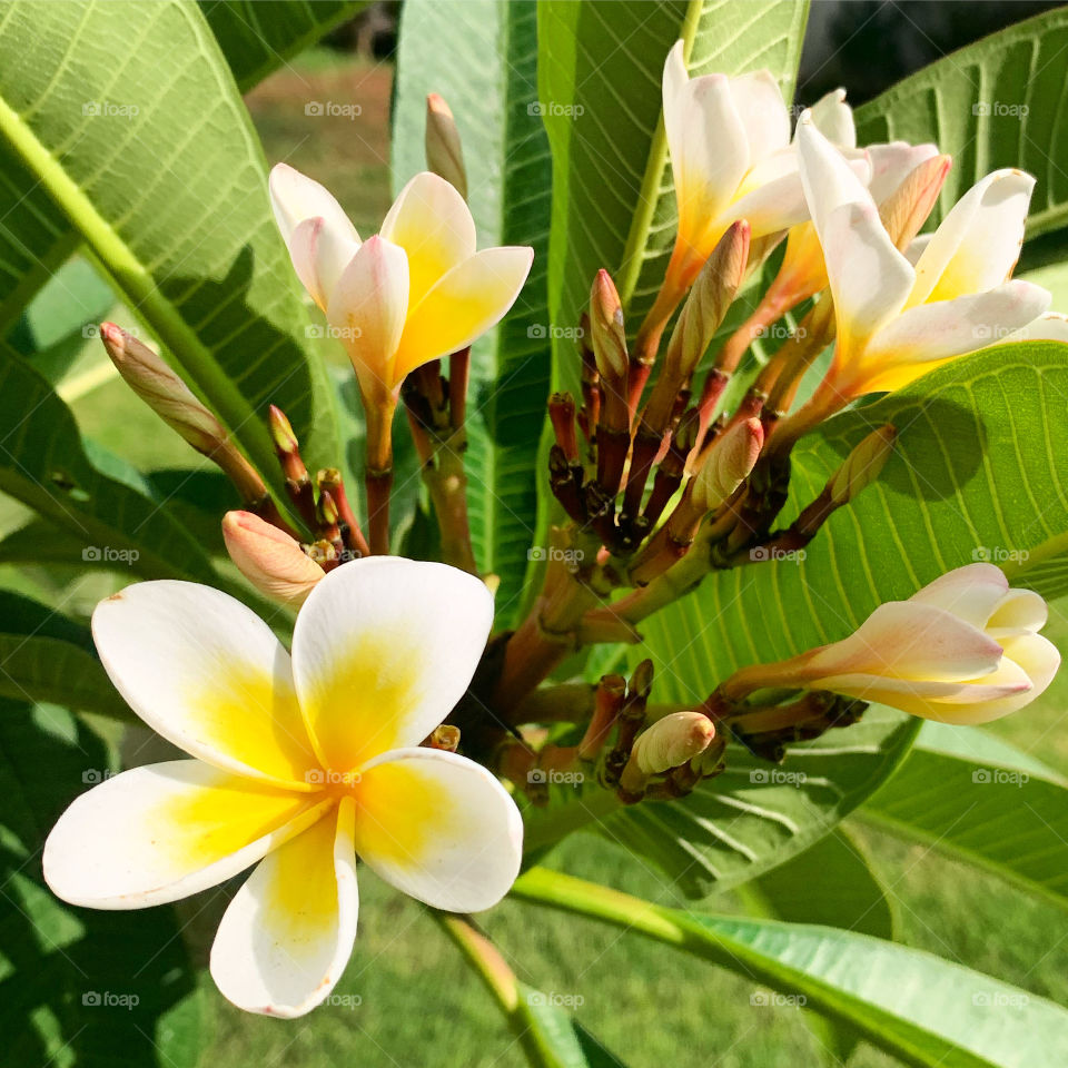 Flowers