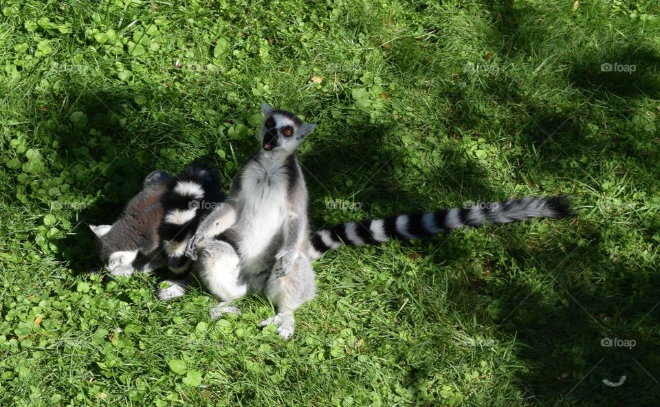Funny lemurs