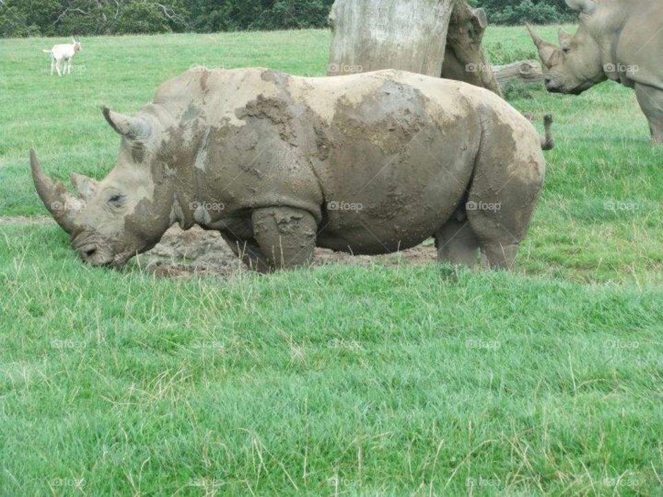 Rhino bath 