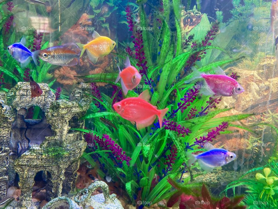 Pet tropical fish 