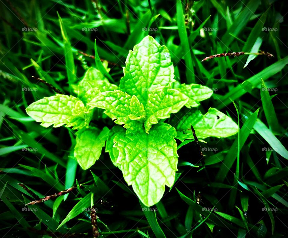 🇺🇸 And in the middle of the grass, behold, a small mint foot was born!  Thanks, little bird friend who passed by and sowed… / 🇧🇷 E no meio da grama, eis que nasceu um pequeno pé de hortelã! Valeu, amigo passarinho que por aqui passou e semeou…