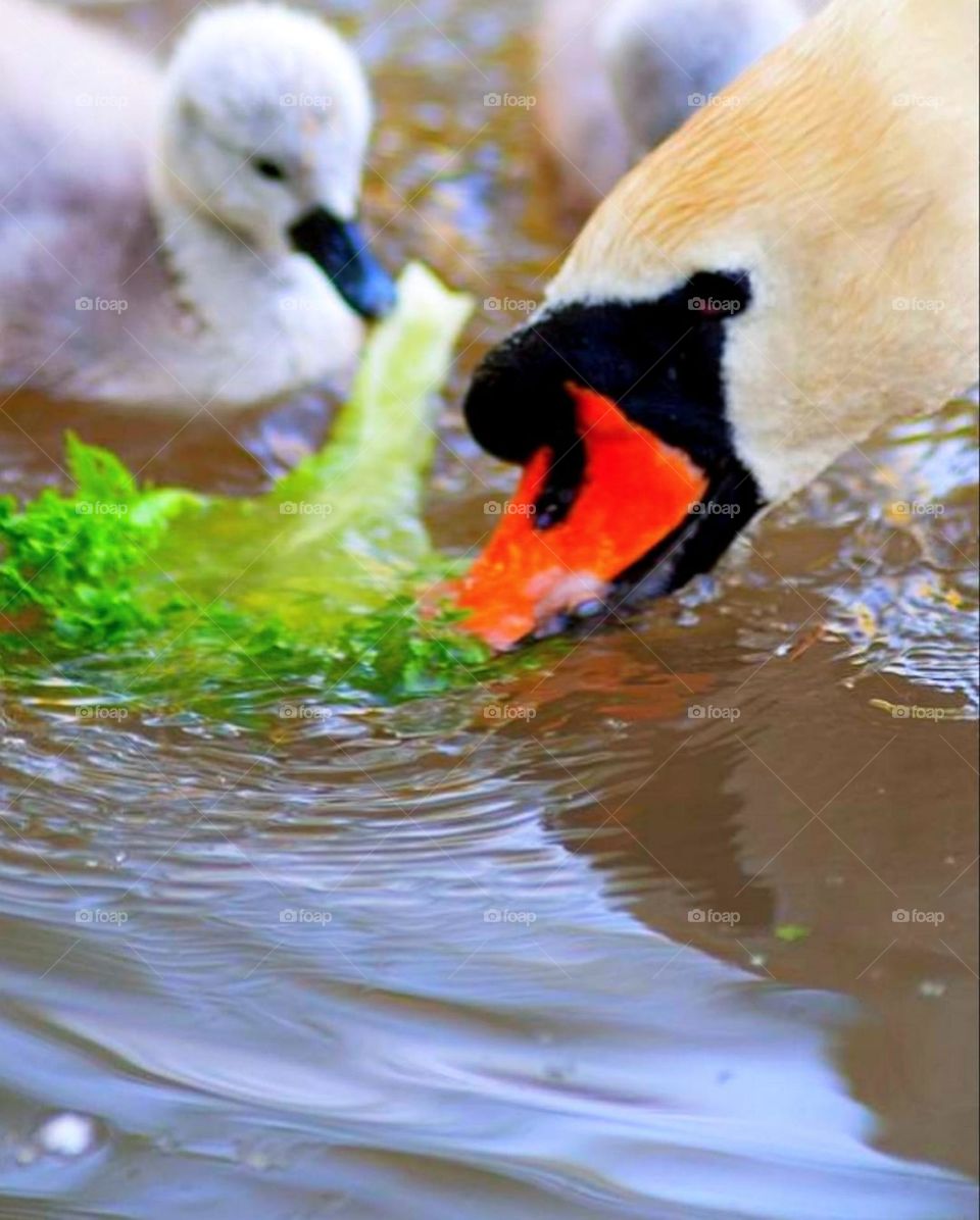 Contrast of colors in nature: red and green. Pond. In the water, a green leaf of lettuce in contrast with the red beak of a white swan. Close-up