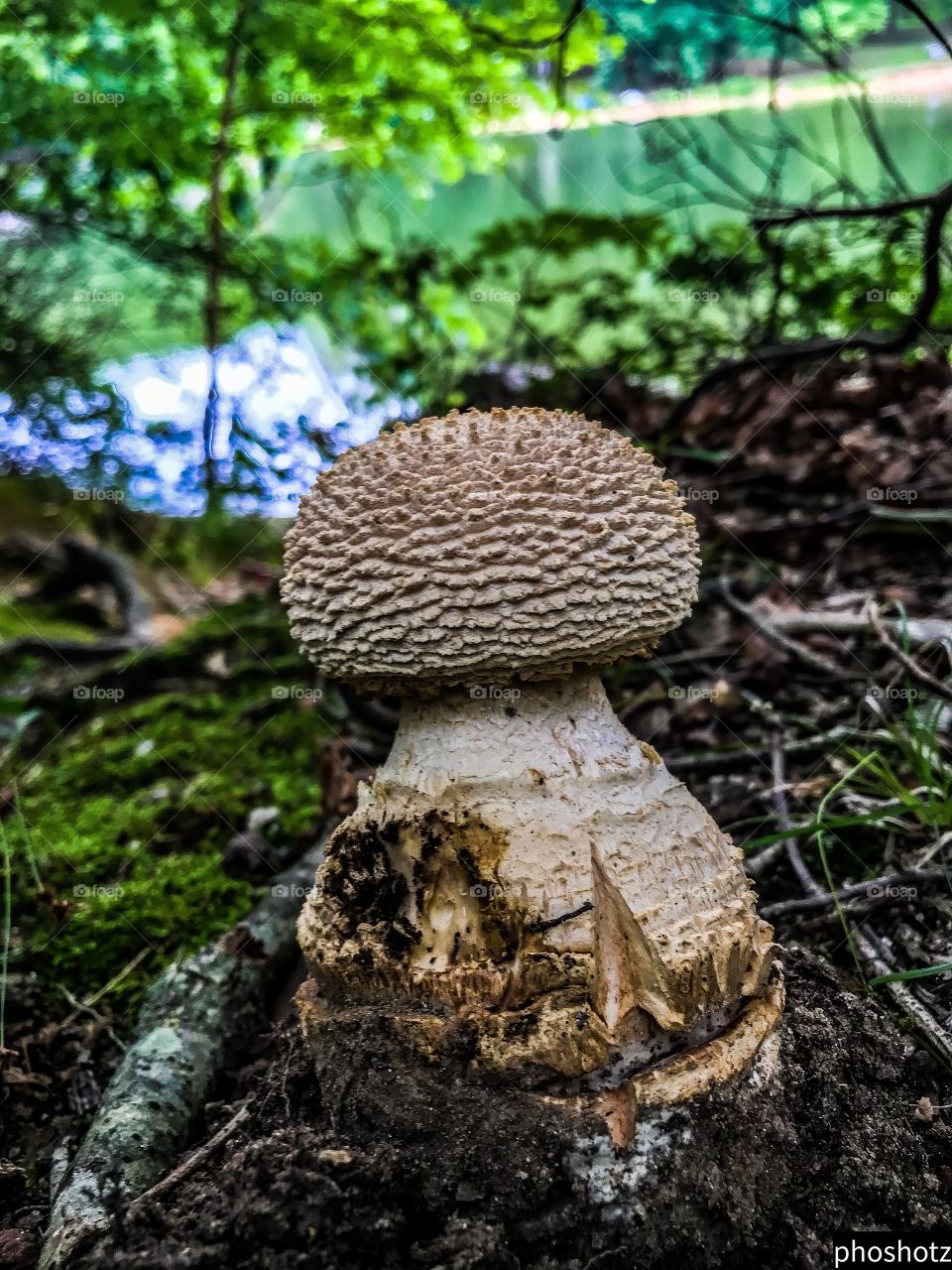 Phoshotz- close-up of large mushroom, summertime,