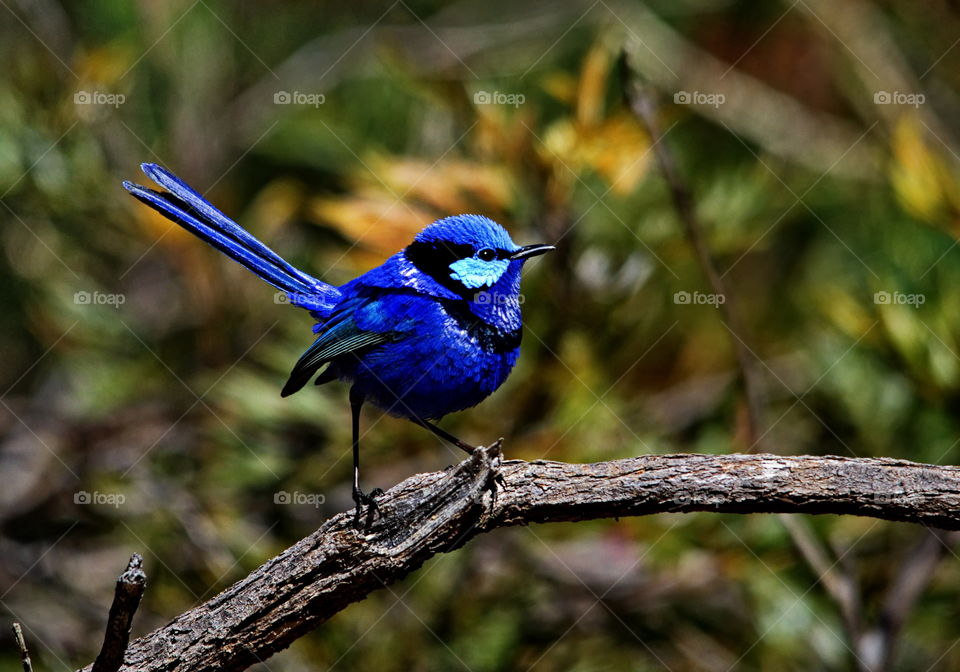 Splendid Fairy wren male taken in a national park