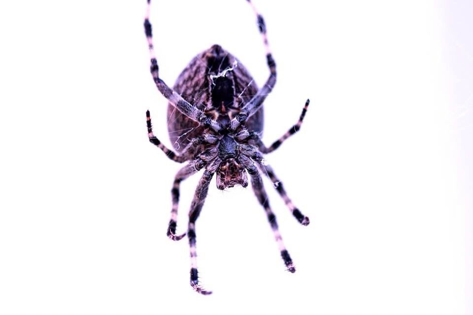 Makro Spider