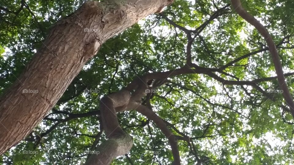 Looking at a Hawaiian hawk way up in a monkey pod tree.