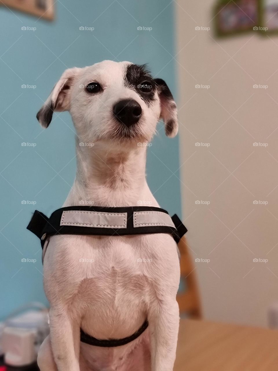 Parson Russell Terrier